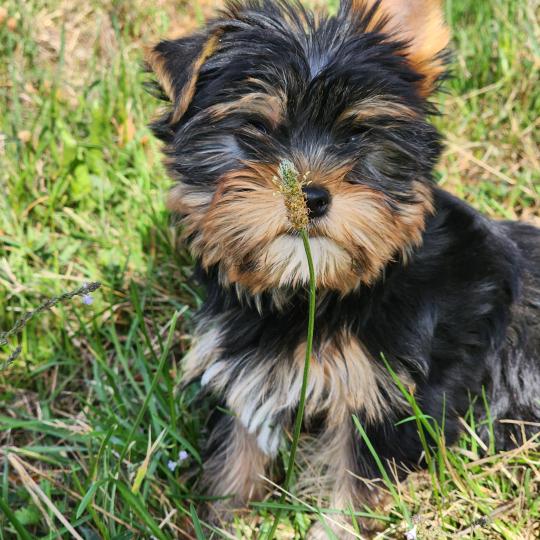 chiot Yorkshire terrier blue tan Benji (Ancoride) Élevage du Royaume des P'tits Loups  