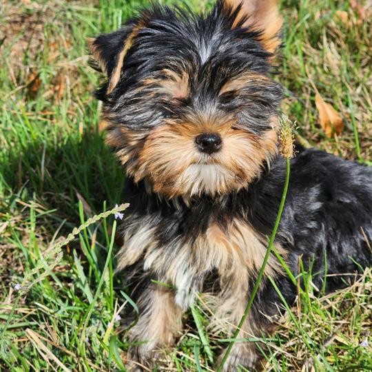 chiot Yorkshire terrier blue tan Benji (Ancoride) Élevage du Royaume des P'tits Loups  