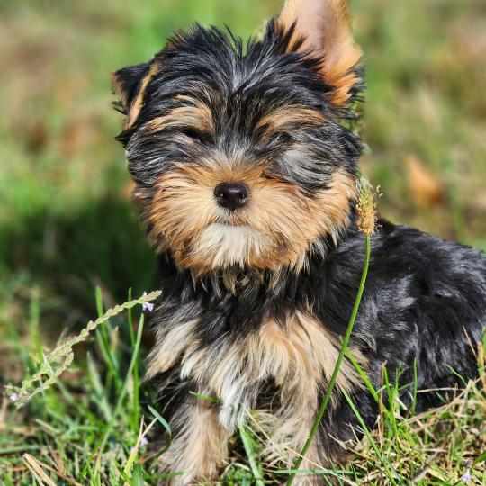 chiot Yorkshire terrier blue tan Benji (Ancoride) Élevage du Royaume des P'tits Loups  