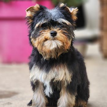 Benji (Ancoride) Mâle Yorkshire terrier