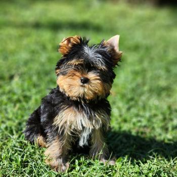 Benji (Ancoride) Mâle Yorkshire terrier