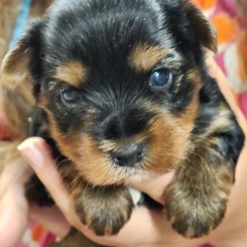 B Femelle Yorkshire terrier