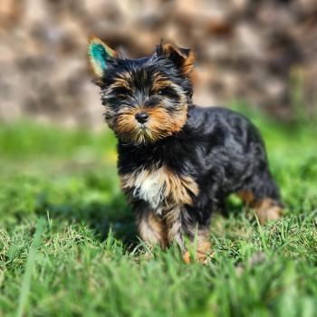 Boops (Ancoride) Femelle Yorkshire terrier