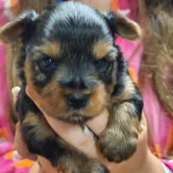 B Femelle Yorkshire terrier