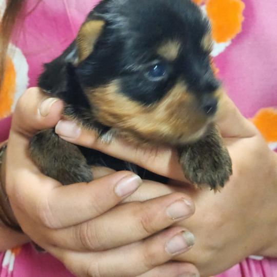 chiot Yorkshire terrier blue tan B Élevage du Royaume des P'tits Loups  
