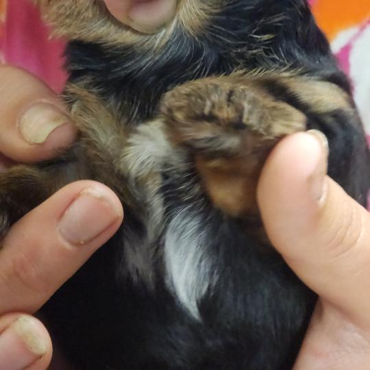chiot Yorkshire terrier blue tan B Élevage du Royaume des P'tits Loups  