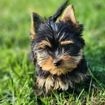 Beaugoss (Ancoride) Mâle Yorkshire terrier