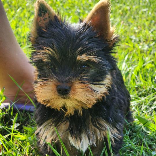 chiot Yorkshire terrier blue tan Beaugoss (Ancoride) Élevage du Royaume des P'tits Loups  