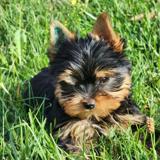chiot Yorkshire terrier blue tan Beaugoss (Ancoride) Élevage du Royaume des P'tits Loups  