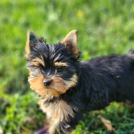 chiot Yorkshire terrier blue tan Beaugoss (Ancoride) Élevage du Royaume des P'tits Loups  