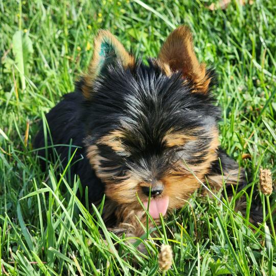 chiot Yorkshire terrier blue tan Beaugoss (Ancoride) Élevage du Royaume des P'tits Loups  