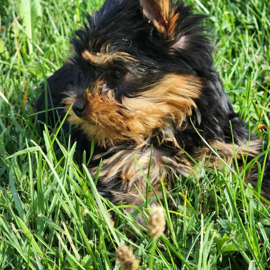 chiot Yorkshire terrier blue tan Beaugoss (Ancoride) Élevage du Royaume des P'tits Loups  