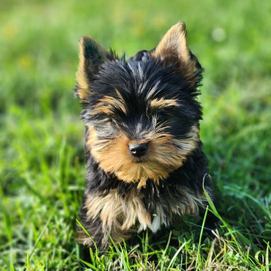 chiot Yorkshire terrier blue tan Beaugoss (Ancoride) Élevage du Royaume des P'tits Loups  