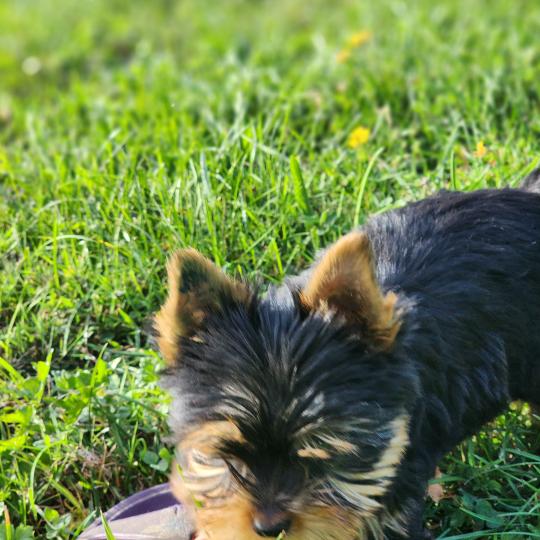 chiot Yorkshire terrier blue tan Beaugoss (Ancoride) Élevage du Royaume des P'tits Loups  