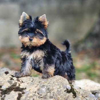 Beaugoss (Ancoride) Mâle Yorkshire terrier