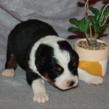 1er chiot (Portée NOAH ❤ COOPER 2022) - Mâle Noir tricolore Mâle Berger australien