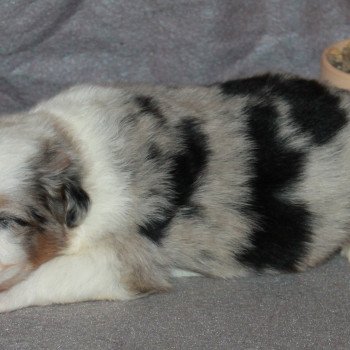 2e chiot (Portée NOAH ❤ COOPER 2022) - Mâle Bleu merle tricolore Mâle Berger australien