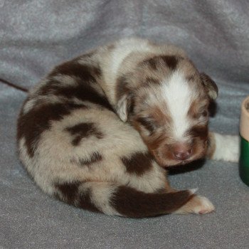 3e chiot (Portée NOAH ❤ COOPER 2022) - Mâle Rouge merle tricolore Mâle Berger australien