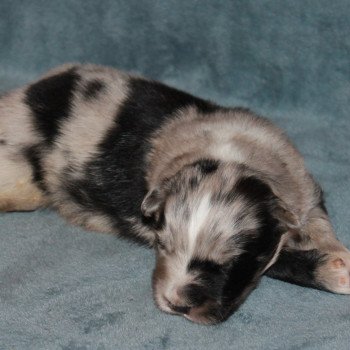 1er chiot (Portée MAYFLOWER ❤ MAC MAHON JULIAN) - Mâle BLEU MERLE BICOLORE Mâle Berger australien