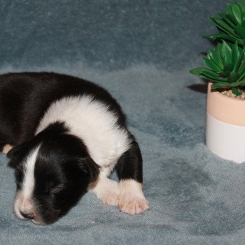 5e chiot (Portée MAYFLOWER ❤ MAC MAHON JULIAN) - Femelle Noire bicolore Femelle Berger australien