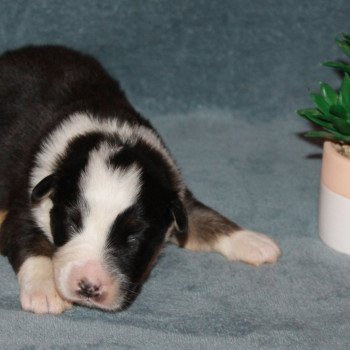 9e chiot (Portée MAYFLOWER ❤ MAC MAHON JULIAN) - Mâle NOIR TRICOLORE Mâle Berger australien