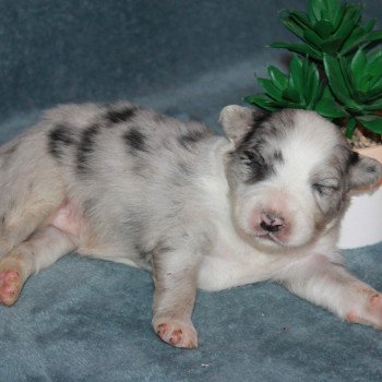 Bleu merle bicolore 3 OF CREE'S RIVER Femelle Berger australien