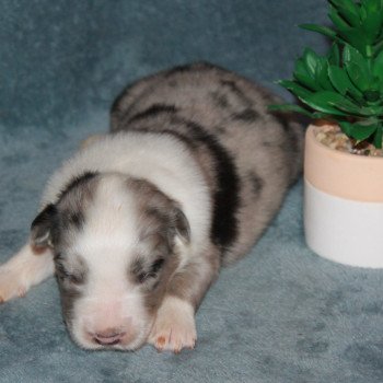 Femelle bleu merle bicolore 2 OF CREE'S RIVER Femelle Berger australien