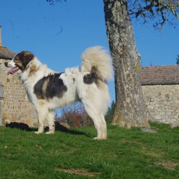 les chiens et les chats du lac de Devesset