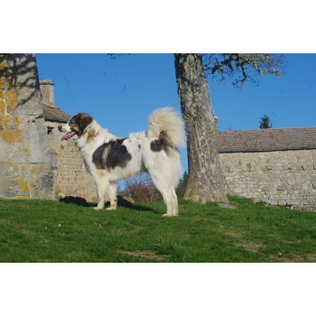 les chiens et les chats du lac de Devesset