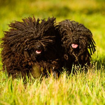 Elevage Natty Dreadlocks Puli Kennel