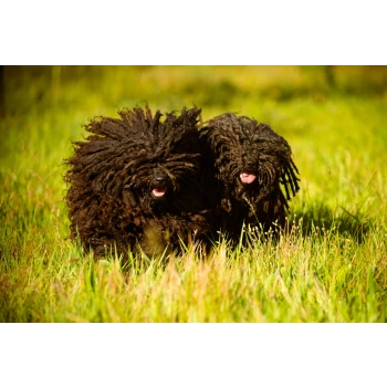 Elevage Natty Dreadlocks Puli Kennel