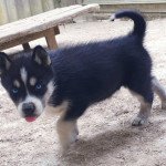trixie Femelle Husky de siberie trixie Femelle Husky de siberie