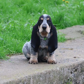 viceroy Mâle Basset bleu de gascogne
