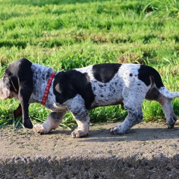 Vicomte Mâle Basset bleu de gascogne