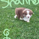Shanel Femelle Berger australien Shanel Femelle Berger australien