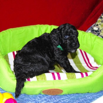 ZADATIS Ultra zen Mâle Caniche