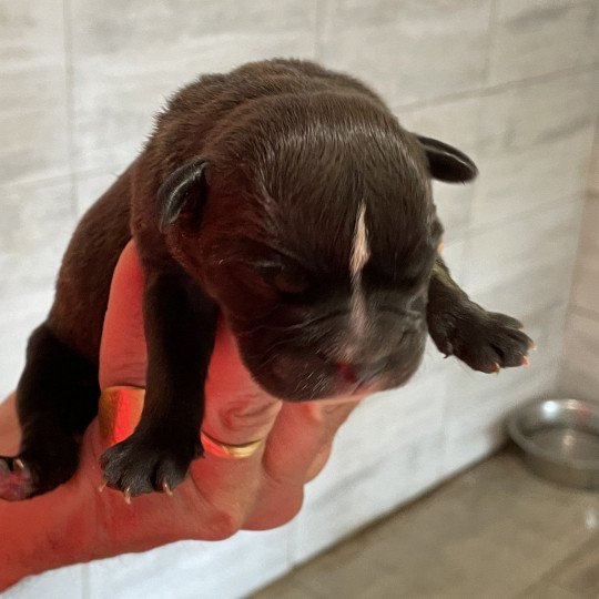 chiot Bulldog continental Noire Elevage canin de race caniche staffordshire bull terrier dit staffie et bulldog Continental lof  