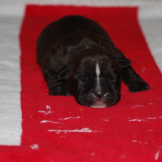 chiot Bulldog continental Noire Ukella Elevage canin de race caniche staffordshire bull terrier dit staffie et bulldog Continental lof  