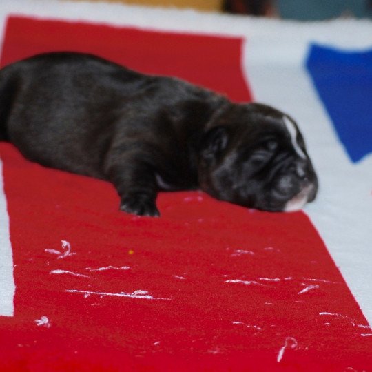 chiot Bulldog continental Noire Ukella Elevage canin de race caniche staffordshire bull terrier dit staffie et bulldog Continental lof  