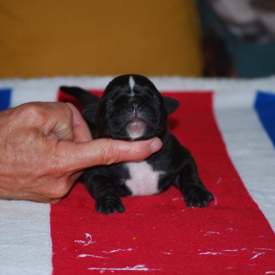chiot Bulldog continental Noire Ukella Elevage canin de race caniche staffordshire bull terrier dit staffie et bulldog Continental lof  