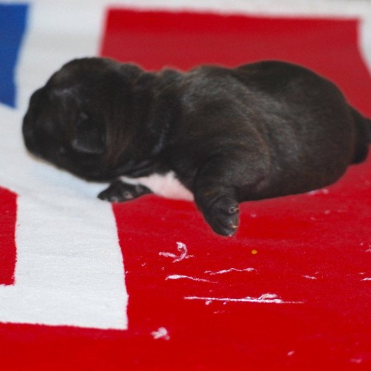 chiot Bulldog continental Noire Ukella Elevage canin de race caniche staffordshire bull terrier dit staffie et bulldog Continental lof  