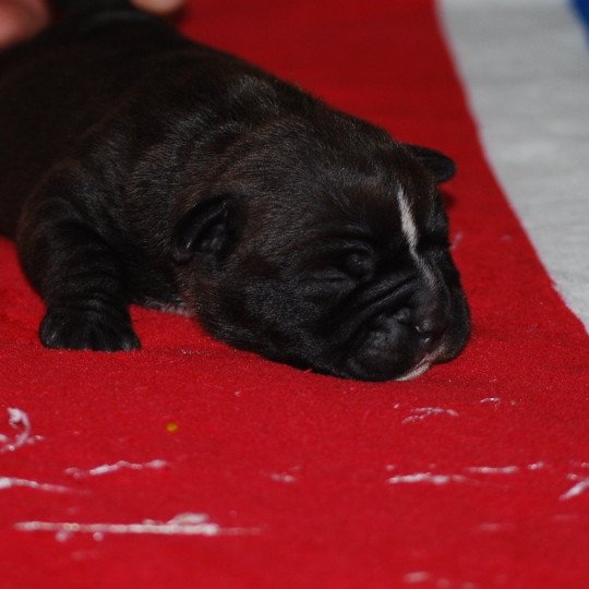 chiot Bulldog continental Noire Ukella Elevage canin de race caniche staffordshire bull terrier dit staffie et bulldog Continental lof  