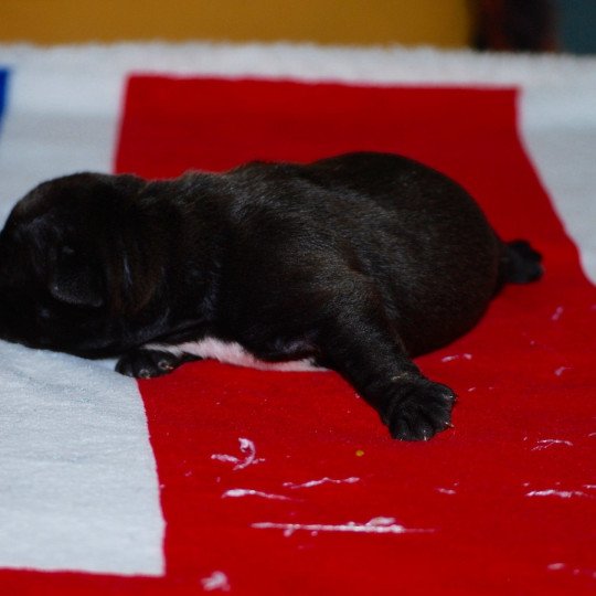 chiot Bulldog continental Noire Ukella Elevage canin de race caniche staffordshire bull terrier dit staffie et bulldog Continental lof  
