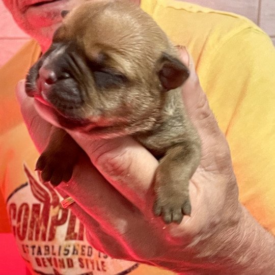 chiot Bulldog continental Fauve Elevage canin de race caniche staffordshire bull terrier dit staffie et bulldog Continental lof  