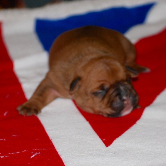 chiot Bulldog continental Fauve Elevage canin de race caniche staffordshire bull terrier dit staffie et bulldog Continental lof  