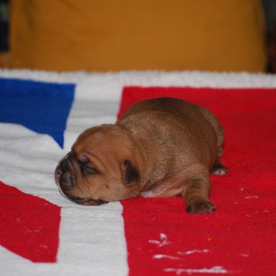 chiot Bulldog continental Fauve Elevage canin de race caniche staffordshire bull terrier dit staffie et bulldog Continental lof  
