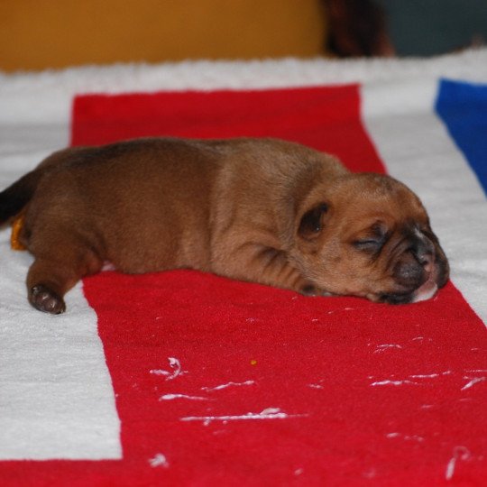 chiot Bulldog continental Fauve Elevage canin de race caniche staffordshire bull terrier dit staffie et bulldog Continental lof  