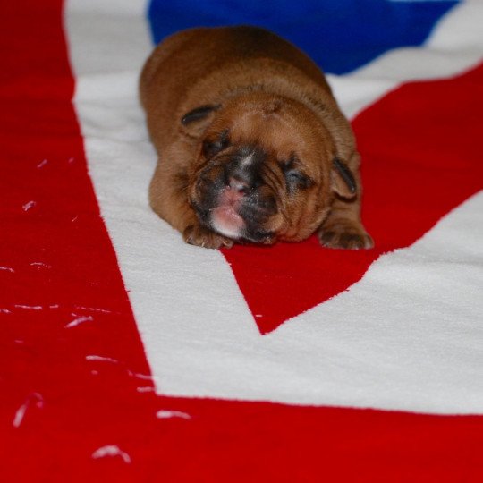 chiot Bulldog continental Fauve Elevage canin de race caniche staffordshire bull terrier dit staffie et bulldog Continental lof  