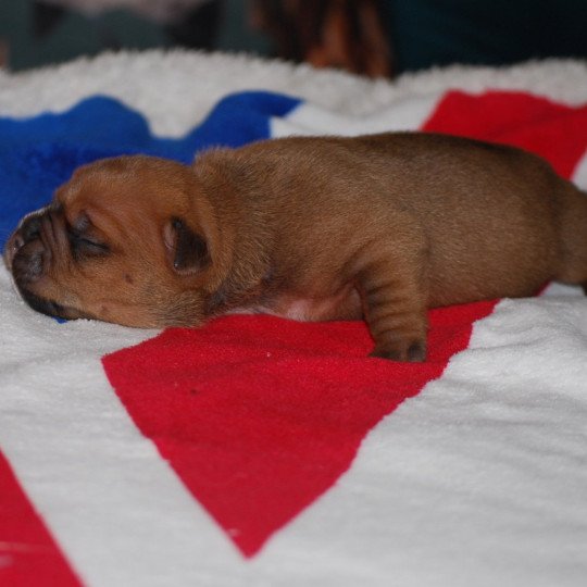 chiot Bulldog continental Fauve Elevage canin de race caniche staffordshire bull terrier dit staffie et bulldog Continental lof  
