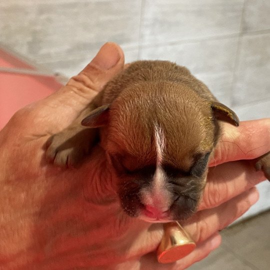 chiot Bulldog continental Fauve Elevage canin de race caniche staffordshire bull terrier dit staffie et bulldog Continental lof  